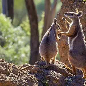 Female Yellow-footed rock wallaby (Petrogale xanthopus) fending off advances from male (right), Idalia National Park, Queensland, Australia