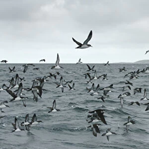 Shearwaters Related Images