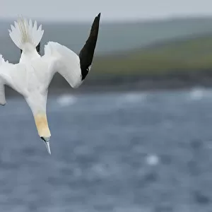 Gannet (Sula bassana) diving, July UK Shetland