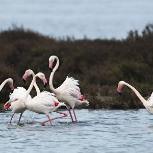 Greater flamingoes (Phoenicopterus roseus) meeting and selecting mates in a disused salt