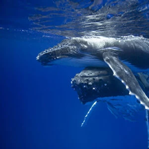 Humpback whale mother pushing her calf up to the surface (Megaptera novaeangliae)