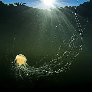 Lions mane jellyfish (Cyanea capillata) with feeding tentacles spread swimming
