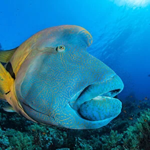 Napoleon wrasse (Cheilinus undulatus) swimming over a coral reef, Ras Mohammed National Park, Sinai, Egypt, Red Sea