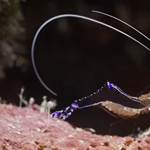 Pederson cleaner shrimp (Periclimenes pedersoni), Cienaga de Zapata National Park