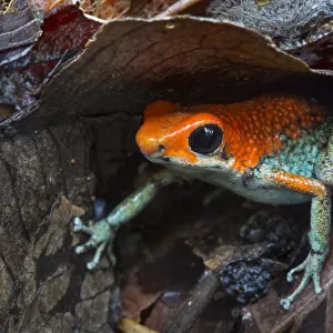 RF - Granular poison frog (Oophaga granulifera)