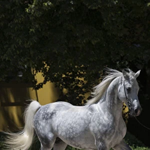 A Shagya Arab stallion (Equus caballlus) is shown in hand in the courtyard of the