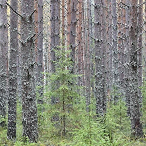 Sokolsky pine forest, young trees growing up amongst tall trunks of older trees, Russky Sever NP