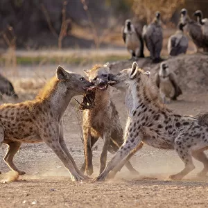 Three Spotted hyenas (Crocuta crocuta) fighting over meat from a nearby carcass with flock of White-backed vultures (Gyps africanus) watching in background, Mana Pools National Park, Zimbabwe