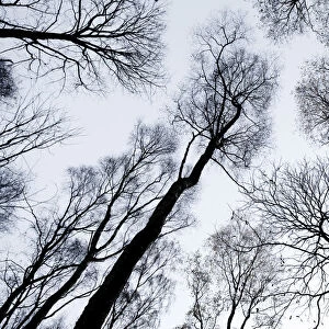View up through skeletal branches of Birch trees against a winter sky, Yoxall, Derbyshire