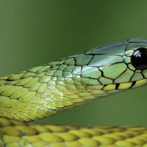 Green Mamba Related Images
