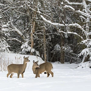 White-tailed deer (Odocoileus virginianus) in snow, Acadia National Park, Maine, USA