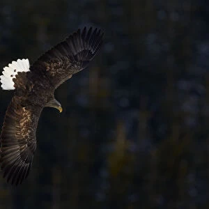 White tailed eagle (Haliaeetus albicilla) in flight, tail feathers caught in morning light
