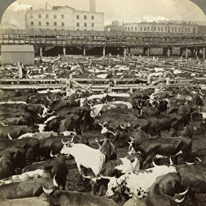 Cattle, Great Union Stock Yards, Chicago, Illinois, USA. Artist: Underwood & Underwood