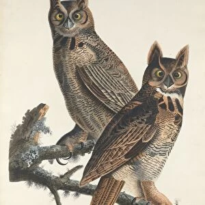 Great Horned Owl, 1829. Creator: Robert Havell