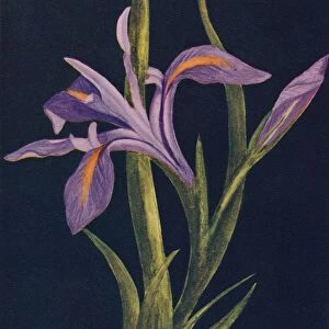 Ground Iris, c1915, (1915). Artist: Emma Graham Clock
