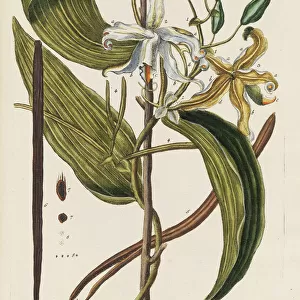 Herbarium Blackwellianum emendatum et auctum, 1754-1773