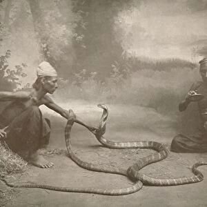 Snake Charrmers with Hamadryads (Kuy Cobras), 1900. Creator: Unknown