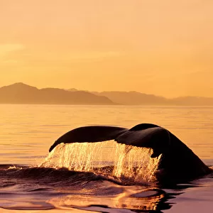 Alaska, Stephens Passage, Two Humpback Whale (Megaptera Novaeangliae) Flukes Close-Up Misty Orange Sunset Sky Raised As Submerging Inside Passage