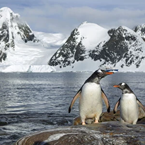 Antarctica, Petermann Island, Gentoo Penguins (Pygoscelis Papua) Standing On Rocky Shoreline Beneath Mountains Near Lemaire Channel