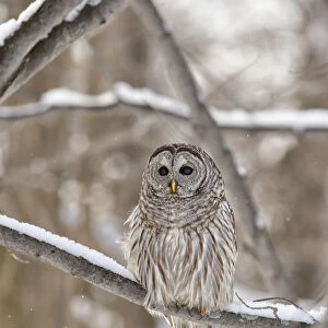 Barred Owl (Strix Varia); Boucherville, Quebec, Canada