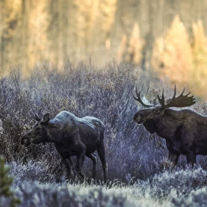 Bull moose and cow moose courting in the frosted willows, YNP, Wyoming, USA