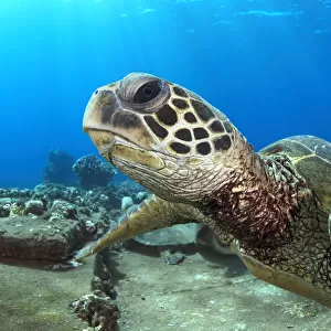 Close-up of a Hawaiian Green Sea Turtle face, Hawaii, USA