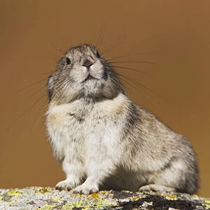 Collared Pika Sitting On A Lichen Coverd Rock With Inquisitive Expression And Showing Long Whiskers, Hatcher Pass, Talkeetna Mountains, Southcentral Alaska, Autumn