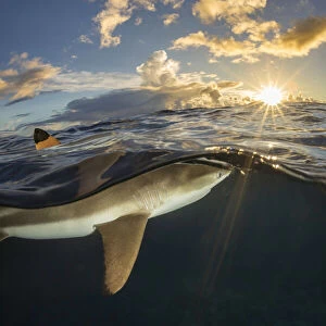 Dorsal fin of a Blacktip reef shark (Carcharhinus melanopterus) breaks the surface off the island of Yap, Micronesia; Yap, Federated States of Micronesia
