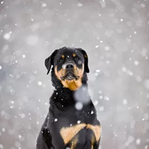 Female Rottweiler Sitting On Top Of A Picnic Table During A Snow Storm, Bradford, Ontario