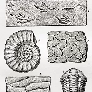 Fossils. 1. Footprints of a bird. 2. Mudcracks. 3. Ammonite. 4. Trilobite. 5. Ripplemarks. 6. Fish. From The Worlds Foundations or Geology for Beginners, published 1883