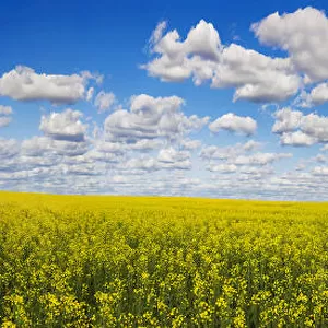 Panorama of a canola field under a blue sky with cloud; Alberta, Canada