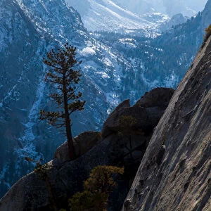 Pine tree on the high cliffs of the Whitney Portal and snowy Sierras, Lone Pine, California, USA
