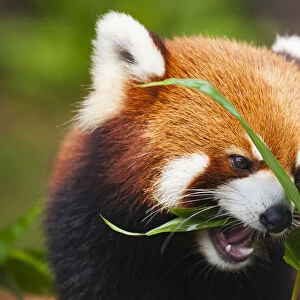 The Red Panda (Ailurus Fulgens), Or Shining Cat, Is A Small Arboreal Mammal And The Only Species Of The Genus Ailurus; Guangdong Province, China
