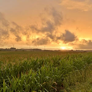 Sweet Corn Field with Wind Turbines in Distance at Sunset, Upper Palatinate, Bavaria, Germany