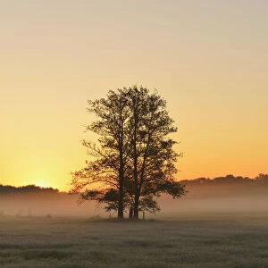 Tree and filed at sunrise, Nature Reserve Moenchbruch, Moerfelden-Walldorf, Hesse, Germany, Europe