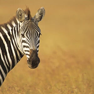 Common zebra (Equus quagga) portrait, Kenya, Masai Mara National Reserve