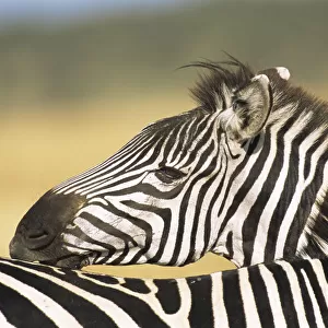 Common zebra grooming (Equus quagga) grooming other zebra, Kenya