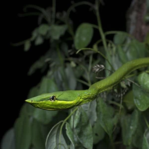 Green Vine Snake (Oxybelis fulgidus) on vegetation, Utila, Honduras