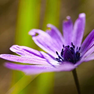 Anemone, Anemone heldreichi, Hortensis, Side view of mauve coloured flower growing outdoor showing stamen