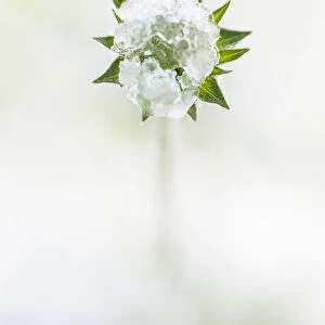 Scabious, Field scabious, Knautia arvensis, View of one flower obscured by melting snow