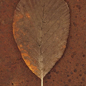 Whitebeam, Sorbus aria. Studio shot of brown autumn leaf of lying on rusty metal sheet