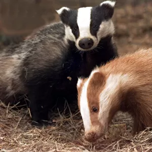 Eric the red badger cub with his play pate Erica, a traditional coloured cub at the Vale
