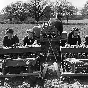 Girls of the Womens Land Army organisation sowing potatoes on a farm in Essex with a