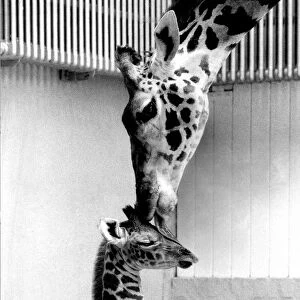 Grace the giraffe with her new born baby, named Don at Dudley Zoo giraffe house