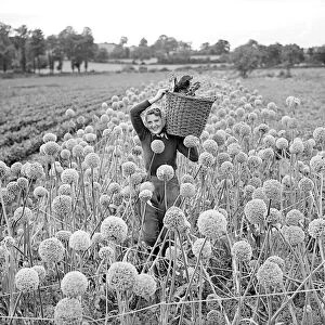 Landgirl colllection Onion Seeds 1941 Women fulfilling Mens work duties during