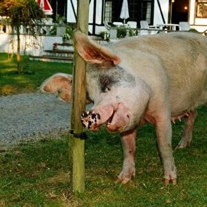 Rosie the pig who roams the New Forest in Hampshire seen here scratching herself against