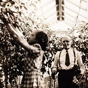 Bill Struth, Rangers manager in the greenhouse in which he used to grow tomatoes at Ibrox