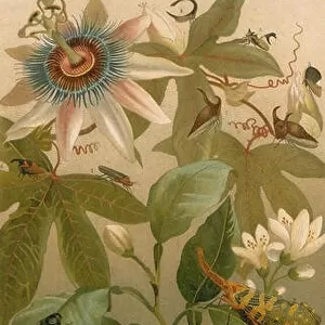 Chromolithograph of Clematis, Cicada & beetles by Friedrich Kuhnert that appeared in Meyers Konversationslexikon, 1894 edition
