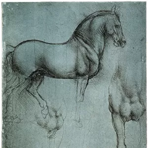 Study of a horse, silver point drawing on light blue paper by Leonardo da Vinci and preserved at the Royal Library of Windsor